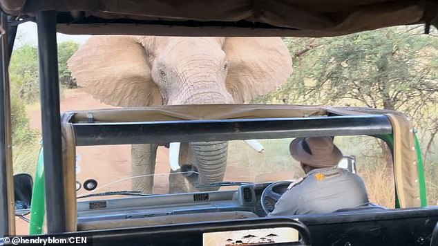 A furious elephant (pictured) nearly ran over an open tourist bus in South Africa's Pilanesberg National Park not once, but twice.