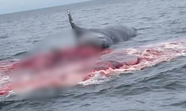 A gruesome video captured by boaters in California last year showed a whale's guts spilling out after exploding.