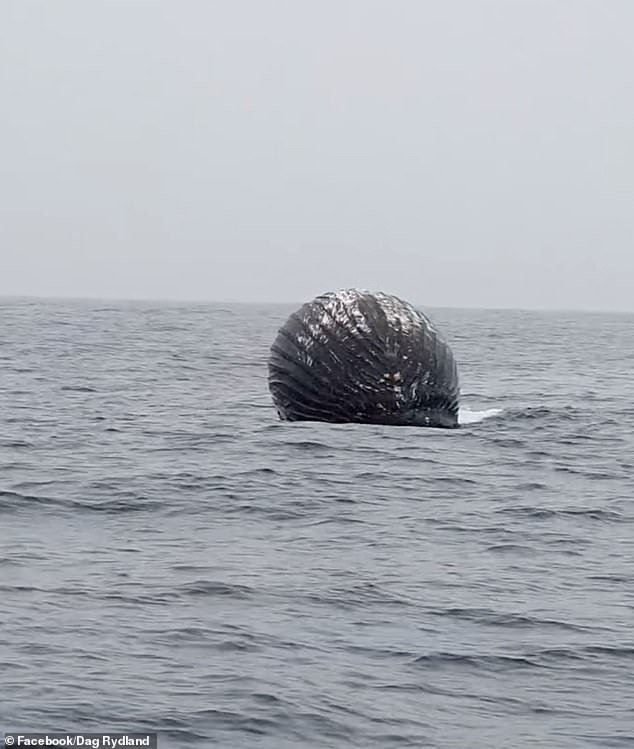 The Norwegian crew was about half a mile away when they saw a huge sphere floating on the water.