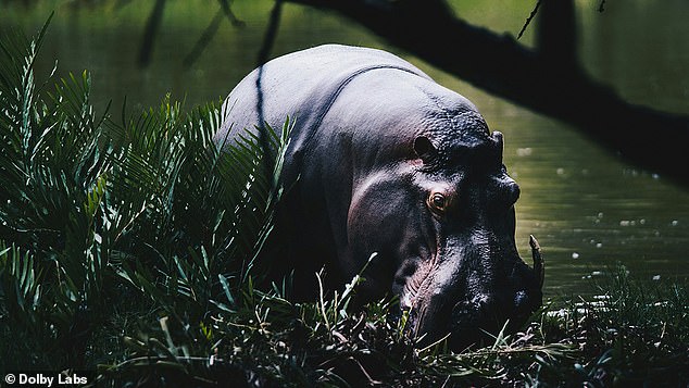 From laughing hippos in Kenya (pictured) to Iceland's Vatnajokull glacier, Dolby says you should hear these wonders before it's too late