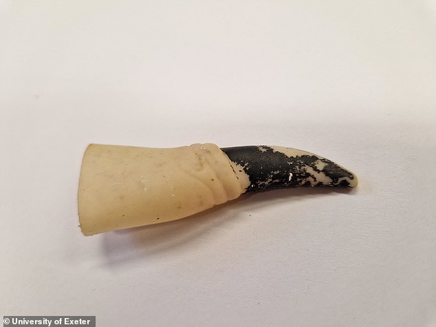 Scientists who analyzed the guts of dead sea turtles in the Mediterranean discovered hundreds of plastic objects.  This includes bottle caps, gum wrappers and even a rubber Halloween toy with a witch's finger (pictured).