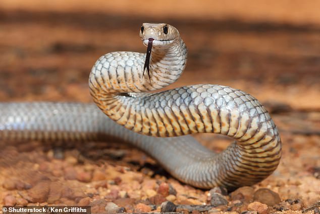 A bite from an eastern brown snake can kill an adult in less than 30 minutes and they are responsible for the largest number of snake deaths in the country.