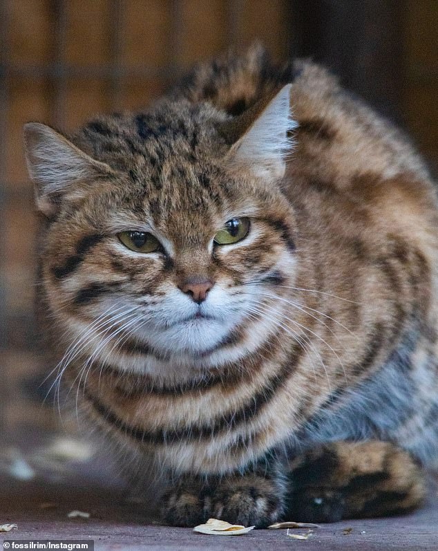 Thirteen black-footed cats have been born at the Fossil Rim Wildlife Center in Glen Rose, Texas, since 2019