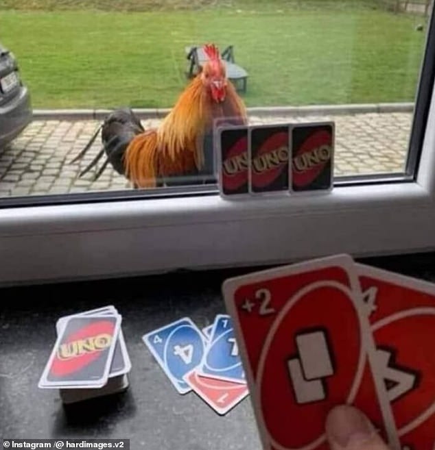 Are you kidding me?  It seems this person in Reading, Ohio, got bored and had no one to play Uno with, so she played with her chicken.