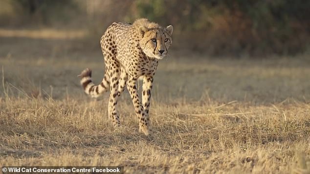 The first cheetah born in Australia has been released into the wild with a touching free moment captured on video.