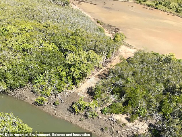 A man has had to pay $145,000 in fines and legal costs for illegally logging protected wetlands in northern Queensland