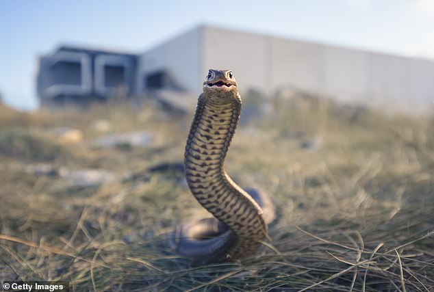 Mr Brookes died after a suspicious eastern brown snake bite on Tuesday (pictured).
