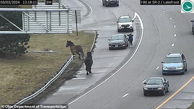 The horses were with the police when they escaped from their stables.
