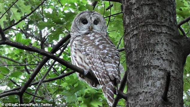 The U.S. Fish and Wildlife Service has proposed culling 500,000 barred owls that are encroaching on spotted owl territory.