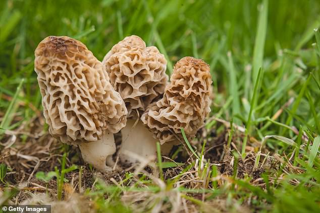 Morels are a popular mushroom to harvest in the wild, but experts warn that they need to be cooked well.