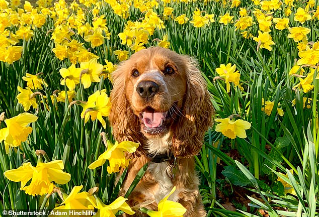 Some spring flowers, like daffodils, are very toxic to dogs according to the Blue Cross (stock image)