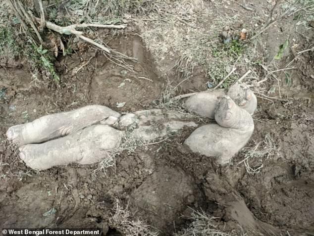 Heartbreaking new photographs have revealed the human burial practices of Asian elephants