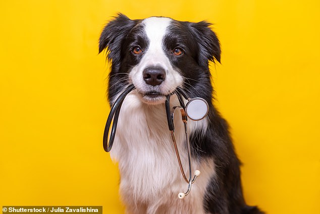 A dog's life: the rising price of vet bills is among the areas being investigated by the Competition and Markets Authority, the UK's competition watchdog