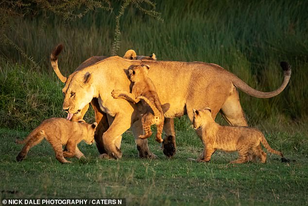 A lioness juggles the playful energy of her three lively cubs