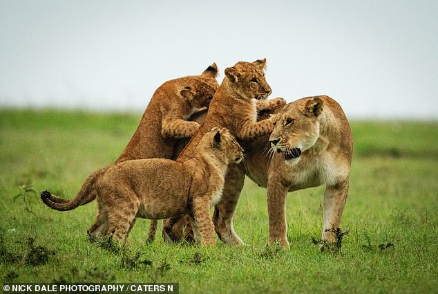 This lioness seems less than thrilled as her playful cubs try to engage in some energetic antics