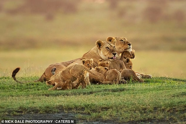 Nick Dale captured a lion and lioness resting with their cubs