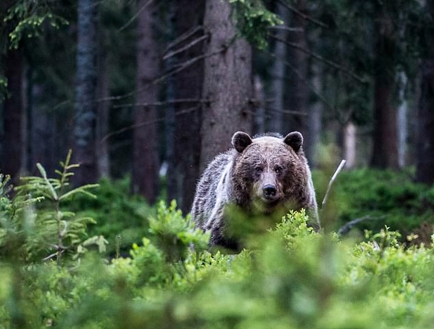 A brown bear in a forest in Slovakia.  Scientists estimate there are about 1,275 bears in Slovakia (stock photo)