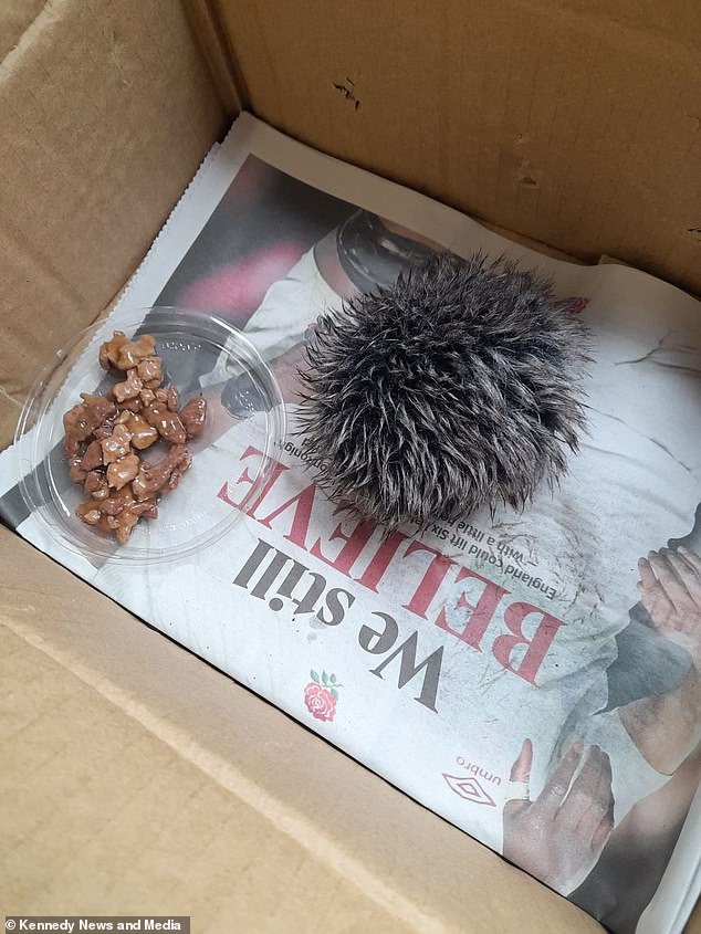 A woman carefully cared for what she thought was a sick 'baby hedgehog' overnight, only to discover it was a fluffy hat pom pom (pictured) when she rushed it to an animal hospital.
