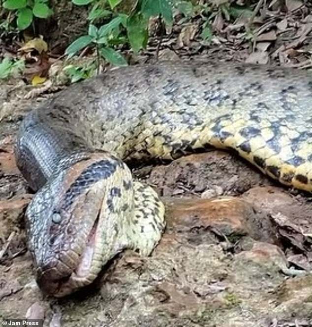 Worlds largest snake is shot dead by sick hunters in