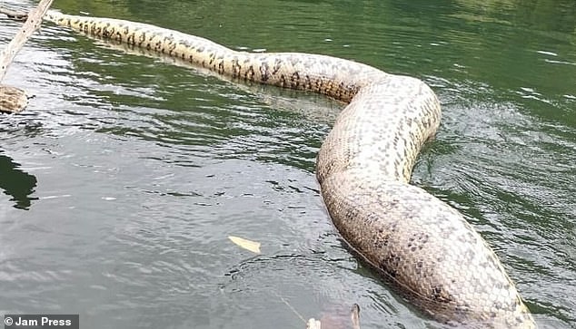 Worlds largest snake is shot dead by sick hunters in