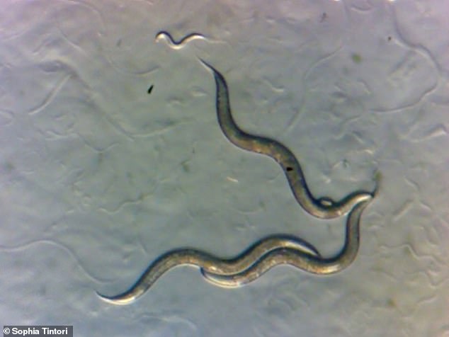 Worms living near Chernobyl have developed a new superpower scientists