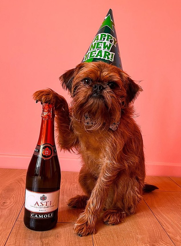 Taken on an iPhone 13 Pro Max and edited using the Adobe Lightroom mobile app, this puppy celebrates the New Year with a bottle of champagne and a colorful hat