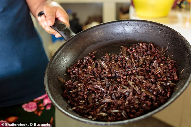 Around the world, ants are widely eaten either whole as a snack, as shown here in a traditional Oaxacan cuisine, or ground to flavor dishes.