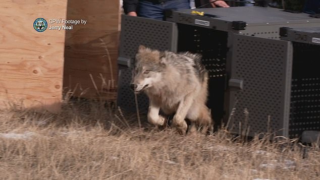 A new map released by Colorado officials shows the movements of 12 gray wolves across the state, two of them coming very close to the Wyoming border.