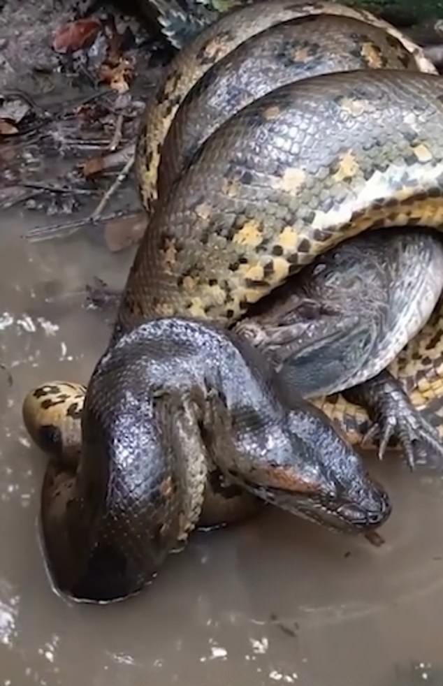 The anaconda wraps itself tightly around the caiman, and a moan is heard as the beast struggles to escape.
