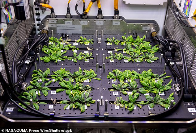 NASA selected thale cress for space experiments because it has been completely genetically mapped, meaning scientists can easily see if it has been mutated by space radiation.
