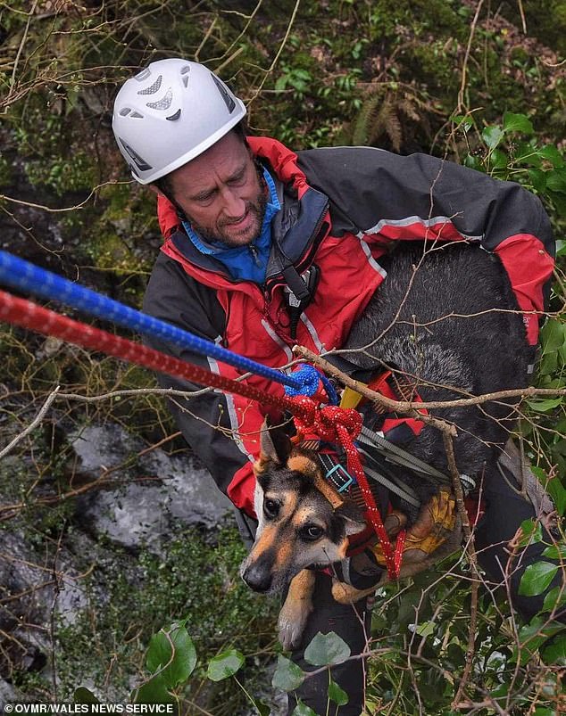 The owner descended to the stranded dog and called the Ogwen Valley Mountain Rescue Organization for help.