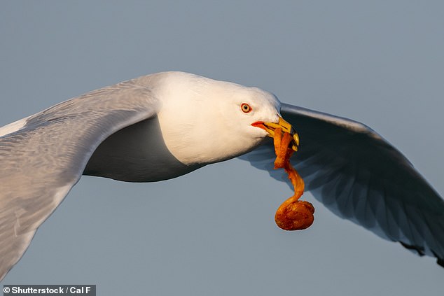 Researchers say an obvious solution to the problem is to provide larger, safer containers in areas with many seagulls, and to educate the public not to leave food lying around.