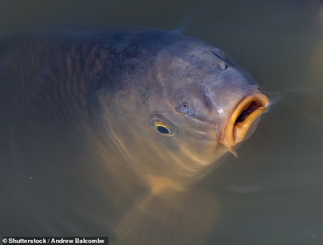 According to the recent DNR press release, 9,255 common carp fish died due to the liquid nitrogen fertilizer spill.