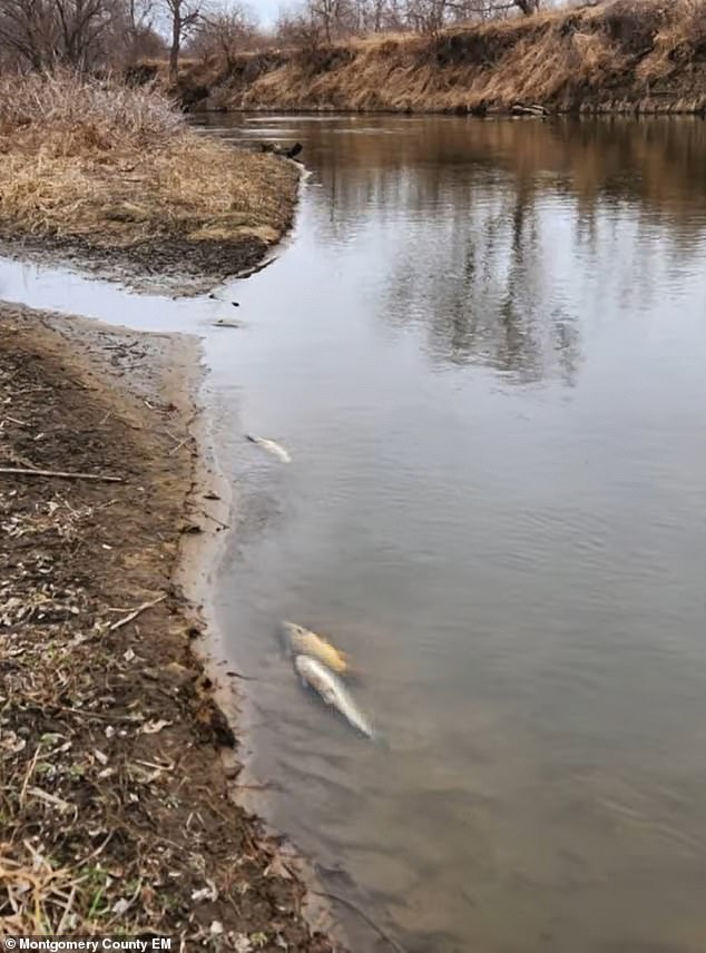 The DNR said 1,500 tons or 265,000 gallons of liquid nitrogen fertilizer were released, killing 749,000 fish in a 50-mile stretch of the river.