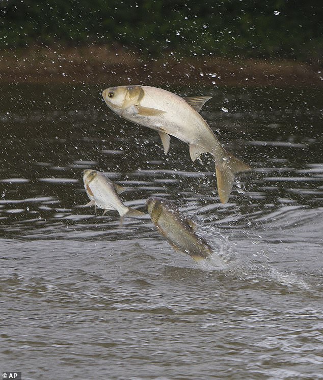 Other fish that died due to the fertilizer spill included 69 silver carp.  According to DNR data, more than 700,000 Minnow Shiner Dace Chub fish were killed