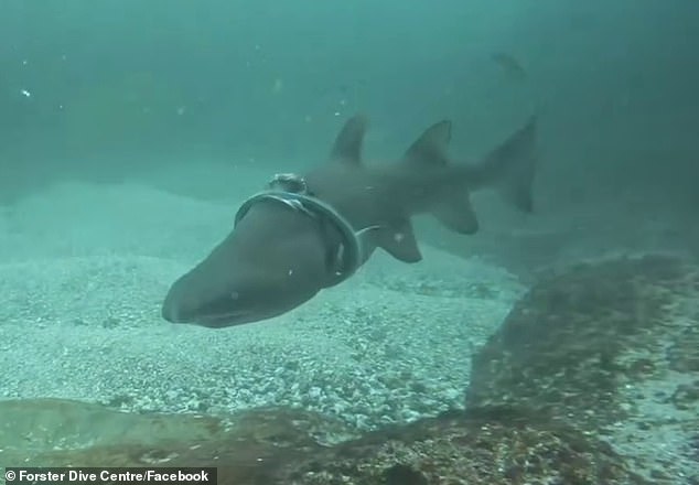 The shark was seen swimming with a large plastic ring taped around its head.