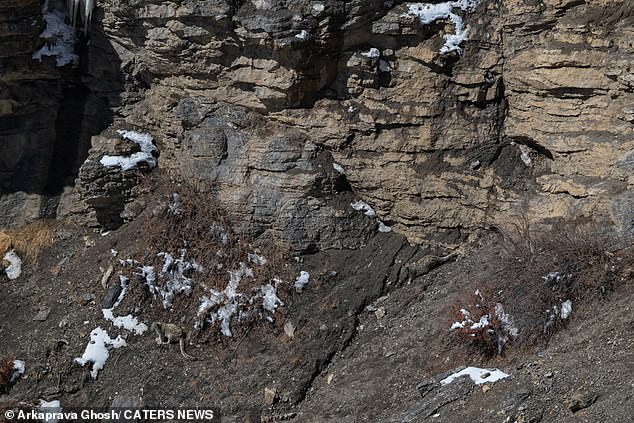 Capturing snow leopards is no easy feat; their habitat in India's Spiti Valley is around 4,000 meters above sea level and requires a team of trackers.  Two are pictured on the mountainside above.  Can you find them?