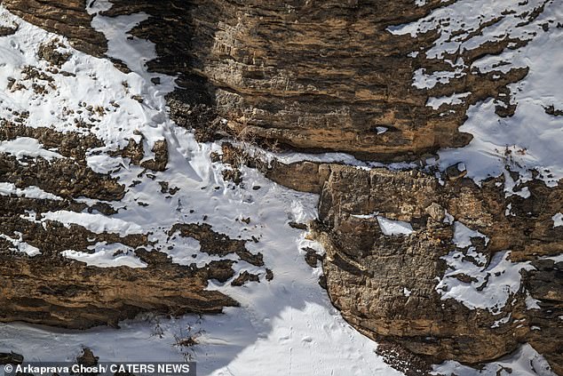 The photos show snow leopards in India's Spiti Valley, perfectly camouflaged against the snowy mountain backdrop.  There is one hiding in this photo.  Can you find it?