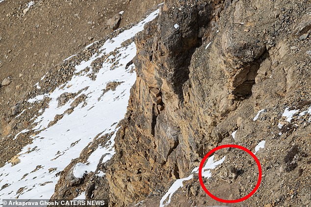 The snow leopard in this photo is resting on the steep mountainside, but its fur makes it almost impossible to distinguish from its surroundings.