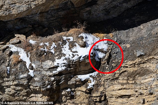 The snow leopard appears to defy gravity as it glides down the steep slopes of India's Spiti Valley with ease.