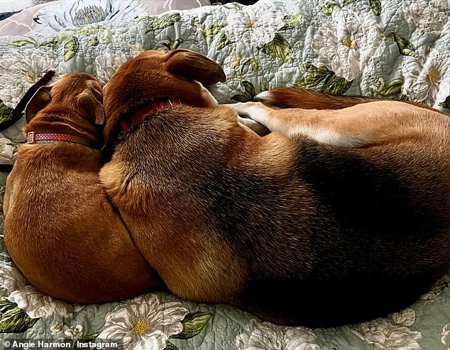 Snuggled up with another dog for a cute nap in another heartbreaking photo
