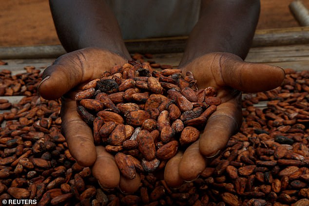Rising: Global cocoa prices recently reached $10,000 per tonne for the first time ever