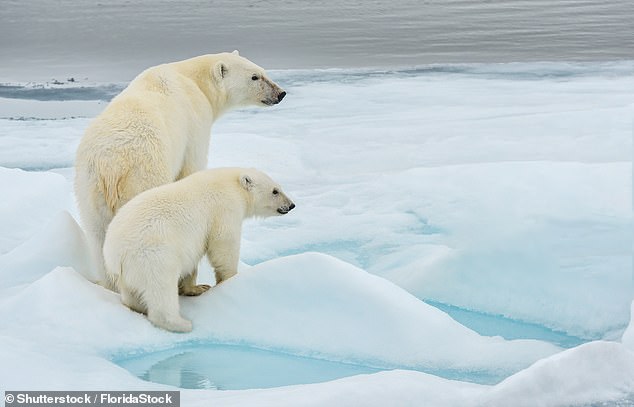The North Pole has a thriving underwater ecosystem – and polar bears (above) at the top