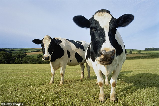 Experts fear infections in cattle and other mammals could increase the risk of the virus adapting to spread in humans (file image)