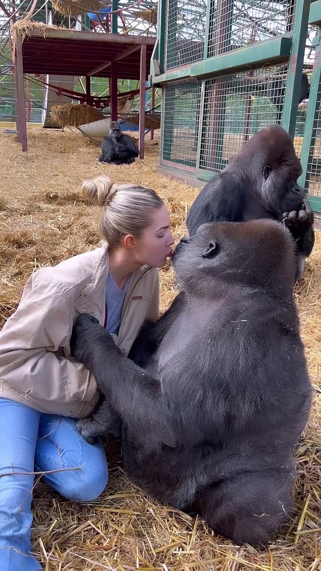 In a video shared online, the model kisses the lips of Tambabi, one of the gorillas in her father Damián's natural park in Kent.