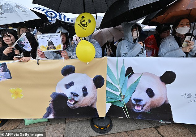 People held balloons and waved signs with Fu Bao's face printed on them.