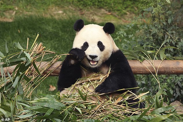 Fu Bao was born in July 2020 to Le Bao and Ai Bao, a pair of giant pandas sent to South Korea by Chinese President Xi Jinping in March 2016.