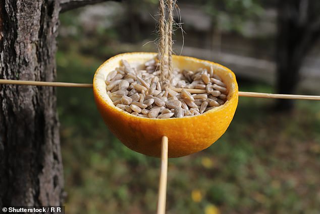 If you manage to scavenge half a uniform orange peel, you can use it to make a colorful and natural bird feeder.