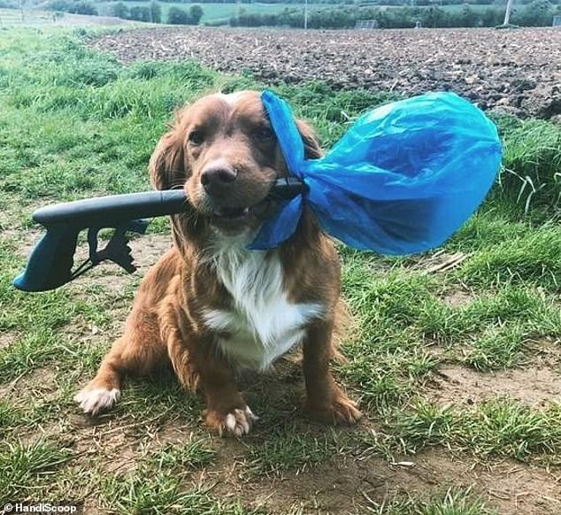 John showcased his clever dog poo collection device on the BBC show in 2017, asking £45,000 for a 15% share in his business.