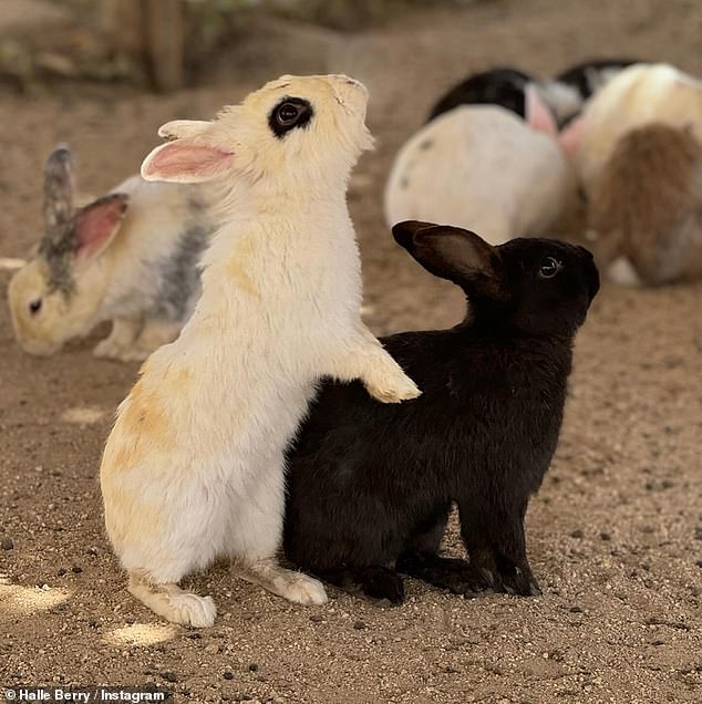 Like many of their admirers, the rabbits seemed to be hypnotized by Berry.